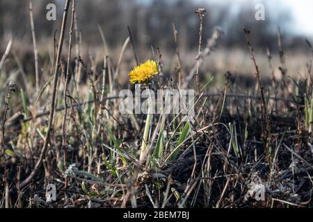 Eine einsame gelbe Löwenzahn-Blume auf verbranntem schwarzem Feld nach Feuer. Frühlingsbrennende Felder Nahaufnahme. Ökologische Problem, Gras wächst aus Asche Stockfoto