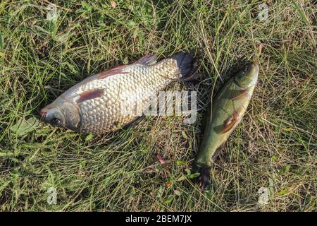 Auf dem Gras liegen gefangenes Fischen auf einem Karauschen und Schleie Stockfoto