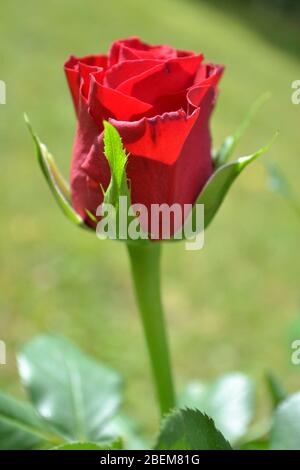 Einzelne Rote Rose Im Garten - Familie Rosaceae - Rosa - VEREINIGTES KÖNIGREICH Stockfoto