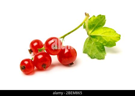 Ein Bündel reifer roter Johannisbeeren aus der Nähe isoliert auf Weiß Stockfoto