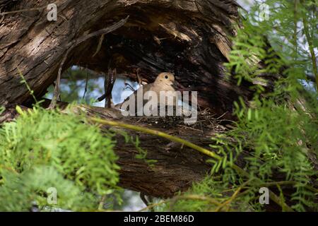 Morning Taube mit Küken im Nest des sonnigen Frühlings Stockfoto