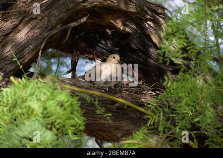 Morning Taube mit Küken im Nest des sonnigen Frühlings Stockfoto