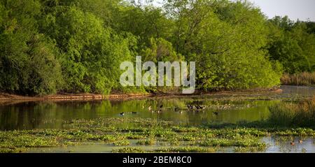 Marschland-Landschaft Stockfoto