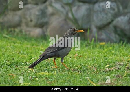 Großer Thrush (Turdus fuscater gigantodes) Erwachsene stehen auf Rasen am Abend Cajamarca, Peru März Stockfoto