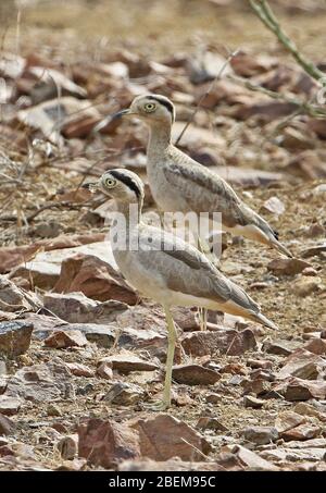 Peruanisches Dickkniepaar (Burhinus superciliaris) auf steinigen Boden stehend Eten, Peru Februar Stockfoto