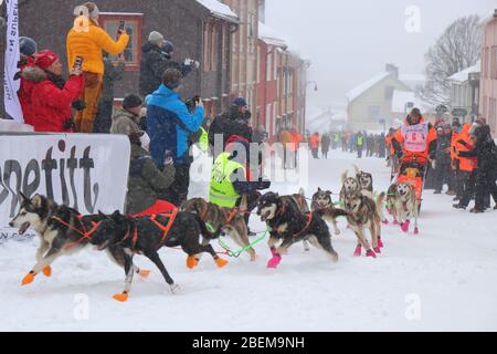 Husky Schlittenhundeteam beim Start des weltweit größten Hundeschlittenrennens "Femundløpet/Femund Race" in der historischen Münzstadt Røros, Norwegen Stockfoto