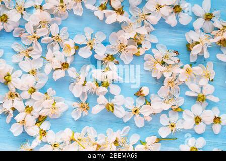 Weiße Frühlingsblumen auf einer blauen schäbigen Tafel. Struktur Stockfoto