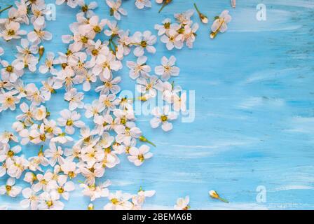 Weiße Frühlingsblumen auf einer blauen schäbigen Tafel. Platz für Text. Stockfoto