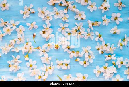 Weiße Frühlingsblumen auf einer blauen schäbigen Tafel. Platz für Text. Stockfoto
