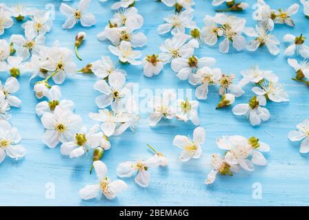 Weiße Frühlingsblumen auf einer blauen schäbigen Tafel. Platz für Text. Stockfoto