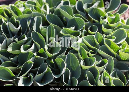 Hosta „Blue Mouse Ears“. Stockfoto