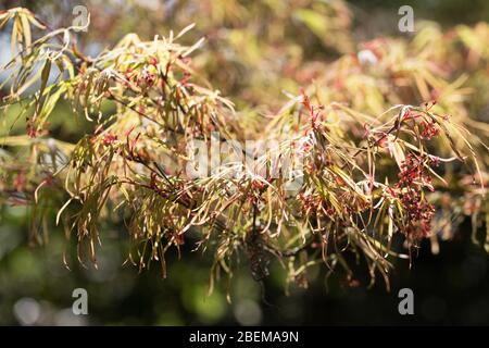 Acer Palmatum 'Villa Taranto'. Stockfoto