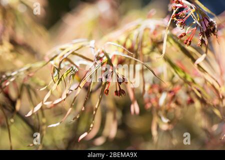 Acer Palmatum 'Villa Taranto'. Stockfoto