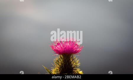 Scottish Independence - eine wunderschöne Distel, die für sich alleine steht Stockfoto