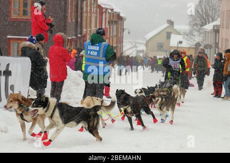 Husky Schlittenhundeteam beim Start des weltweit größten Hundeschlittenrennens "Femundløpet/Femund Race" in der historischen Münzstadt Røros, Norwegen Stockfoto