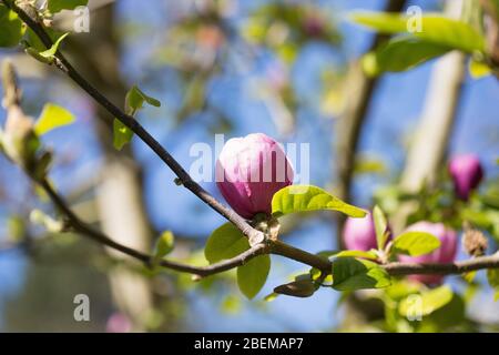 Magnolia 'Black Tulip'. Stockfoto