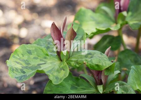 Trillium kurabayashii, das riesige violette Wakerobin. Stockfoto