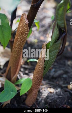 Arisaema sikokianum. Stockfoto