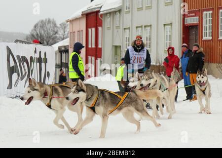 Husky Schlittenhundeteam beim Start des weltweit größten Hundeschlittenrennens "Femundløpet/Femund Race" in der historischen Münzstadt Røros, Norwegen Stockfoto