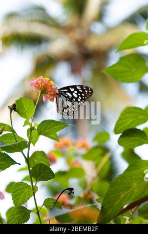 Gewöhnlicher Eichelschmetterling (Graphium doson), der Nektar von einer Lantana-Blume in Kerala, Indien trinkt Stockfoto