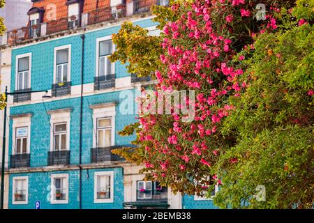 Nerium Oleander Pflanze mit rosa Blüten wächst in Lissabon Altstadt, Portugal Stockfoto