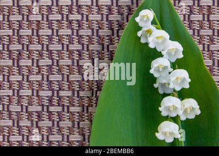 Maiglöckchen mit grünem Blatt auf braunem Korbleinwand Hintergrund. Nahaufnahme Stockfoto