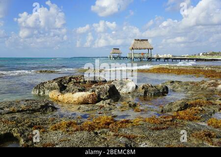 Sargassum, Braunalgenalge am Strand der Riviera Maya, Mexiko Stockfoto