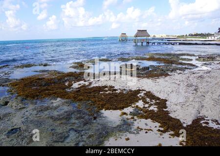 Sargassum, Braunalgenalge am Strand der Riviera Maya, Mexiko Stockfoto