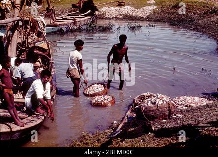 Fischer in Kalkutta Indien 1960er Jahre Stockfoto