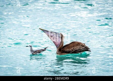 Braunes Pelikan Weibchen mit vollem Beutel schluckend, sitzt im schönen Golfwasser mit Möwe (symbiotische Beziehung) nahe Captiva und Sanibel Florida. Stockfoto