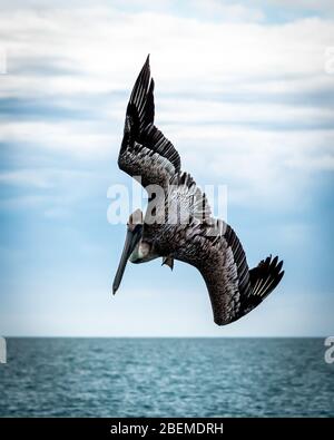 Braune Pelikan-Hündin, die dramatisch in Richtung Golf Wasser auf Captiva Island im Westen Floridas taucht. Fine Art Foto von Wildtieren, detaillierte vertikale. Stockfoto