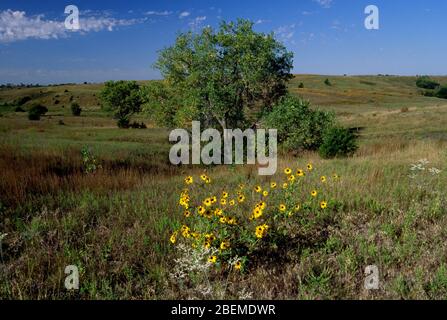 Blick auf den Naturpfad, Ashfall Fossil Beds State Historical Park, Nebraska Stockfoto