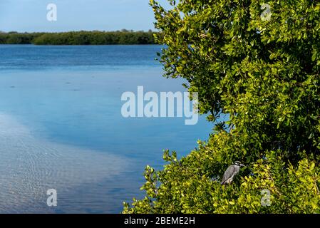 Ein gelb gekrönter Nachtreiher sitzt in grünen grünen grünen Zweigen von Mangroven, Wasser im Hintergrund in Ding Darling Wildlife Refuge, Sanibel Island, Florida Stockfoto