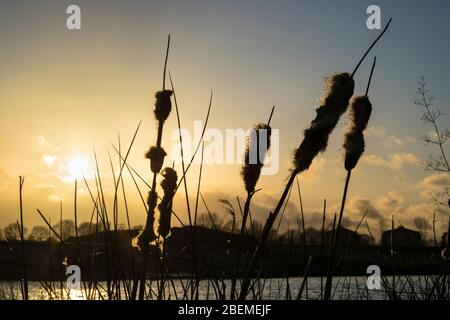 Bulrush Pflanze auch bekannt als Laublattschwanzenschwanz (lateinischer Name: Typha latifolia) ist gegen den Abendhimmel silhouetted Stockfoto