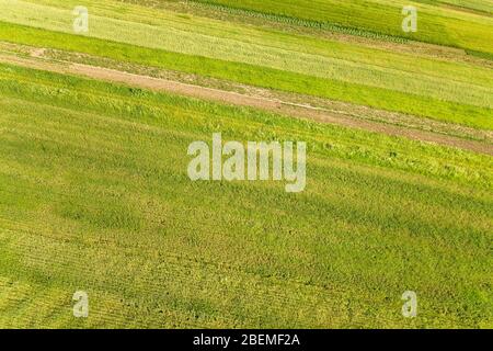 Blick auf grüne Agrarfelder im Frühjahr mit frischer Vegetation nach der Seeding-Saison an einem warmen sonnigen Tag. Stockfoto