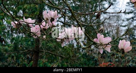 Magnolia campbellii, Campbell's Magnolia, große rosa Blüten, blühend, Frühlingsgarten, RM Floral Stockfoto