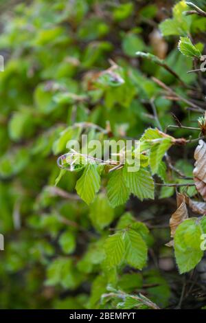 Neue grüne Blätter auf einem Abschnitt der Fagus sylvatica oder der gemeinsamen Buchenhecke in einem englischen Garten im Frühjahr. Stockfoto