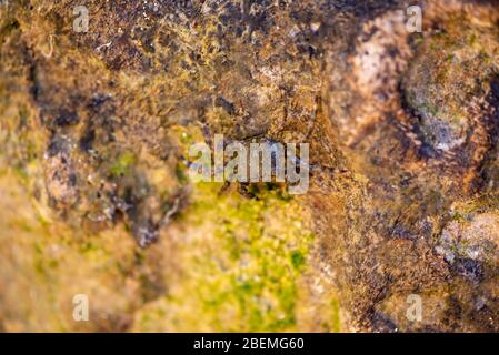 Die Krabbe tarnt sich auf einem Felsen im Meer Stockfoto