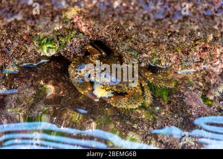 Die Krabbe tarnt sich auf einem Felsen im Meer Stockfoto