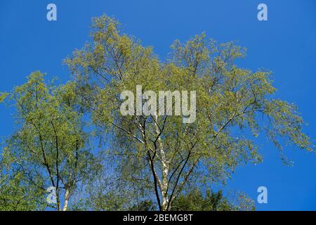 Blick in die Krone einer silbernen Birke [Betula pendula] im Frühjahr, als neue Blätter erscheinen vor einem klaren blauen Himmel. Stockfoto