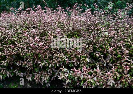 Pseudowintera Colorata Marjorie Congreve Olive gelb rosa Rand Tönung