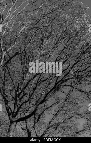 Infrarot-Schwarz-Weiß-Bilder der oberen Äste eines Baumes in der englischen Landschaft im Frühjahr. Stockfoto