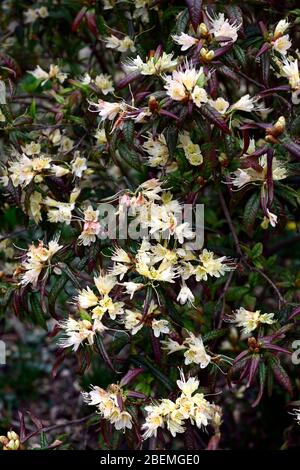 rhododendron-Kreuzschnabel, orange gelbe Blumen, bronzefarbenes Laub, blühend, Frühlingsgarten, RM Floral Stockfoto