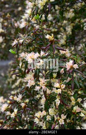 rhododendron-Kreuzschnabel, orange gelbe Blumen, bronzefarbenes Laub, blühend, Frühlingsgarten, RM Floral Stockfoto