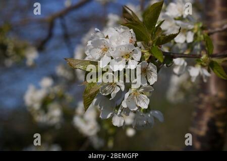 Weiße Kirschblüte vor dem weichen blauen Himmel im Frühling Stockfoto