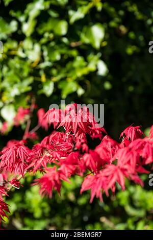 Leuchtend rote Blätter des Acer palmatum im Frühlingssonne in einem englischen Garten. Stockfoto