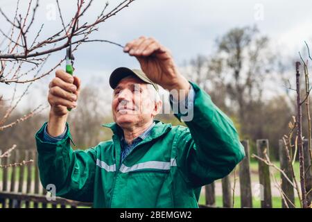 Mann beschneidet Baum mit Clippers. Bauer schneidet Äste im Herbstgarten mit Baumschere oder Gartenschere Stockfoto