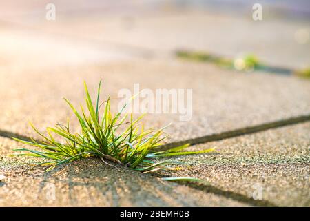Nahaufnahme der unkraugrünen Pflanze, die zwischen Betonpflastersteinen im Sommerhof wächst. Stockfoto