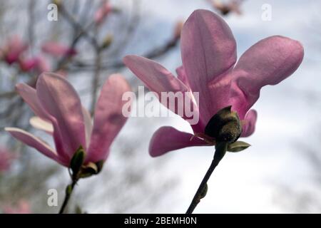 Schöner Tulpenbaum Magnolia, auch Saucer Magnolia genannt, blüht im Frühjahr in North Carolina mit duftenden rosa Blüten Stockfoto