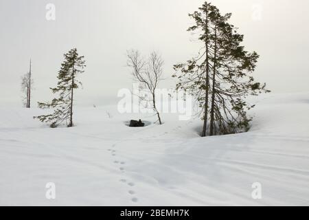 Schneehase-Spuren in einsamer und unberührter Winterlandschaft in Norwegen Stockfoto